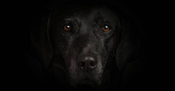 Symbol Question on Portrait of Labrador retriever dog isolated black background