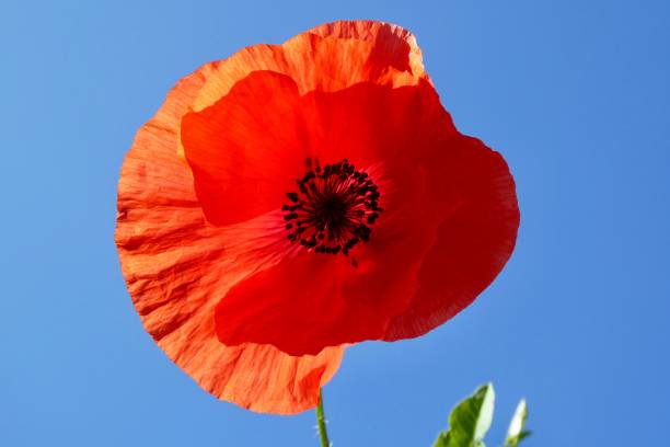 istock Poppy flower in blue sky 2158828176