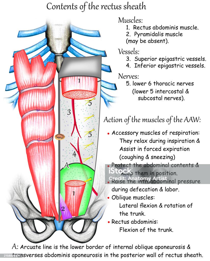 Rectus Sheath Content Stock Illustration Download Image Now Abdomen