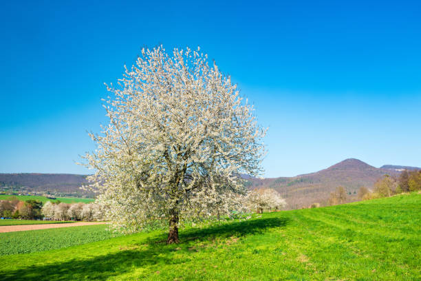 Typical German Landscape in Spring with Cherry Trees in Bloom under blue sky