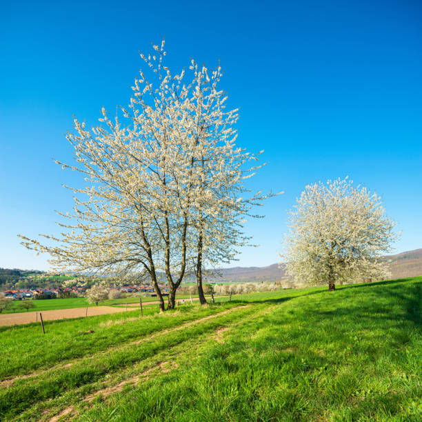 Blooming Cherry tree flowers