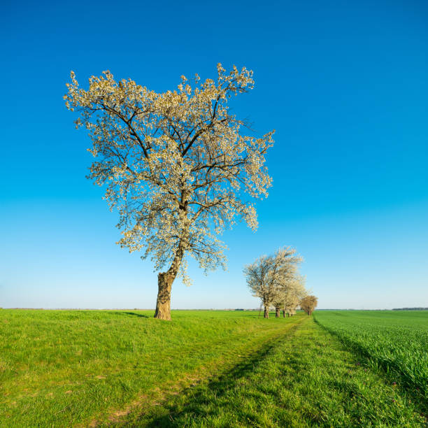 Tree on top of the hill. Landscape before sunset. Fields and pastures. Natural landscape in summer time. High resolution photo.