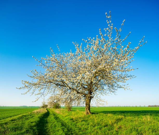 Scenic rural landscape with orchard at farm at Swiss City of Zürich on a sunny spring day. Photo taken April 27th, 2024, Zurich, Switzerland.