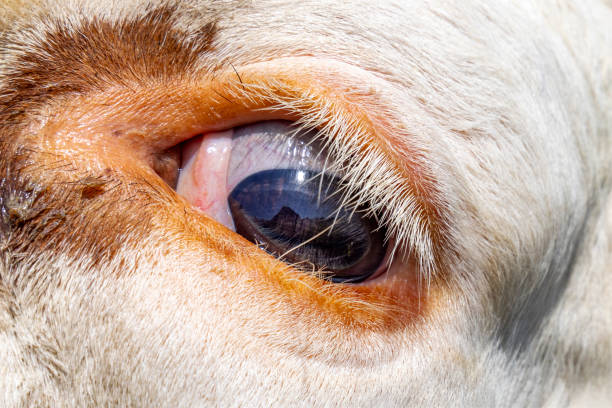 Eye of a white cow in close up, looking, white lashes