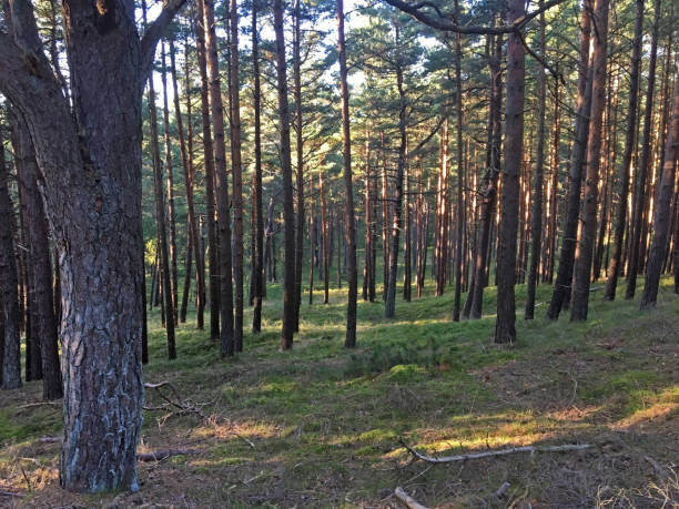 istock Sunny day in the seaside pine forest. 2158830609