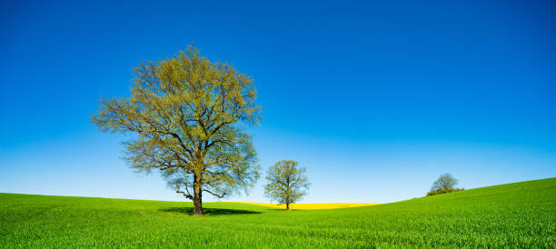 istock Panoramic Landscape with Solitary Oak Trees in Fields of Grass and Rapeseed 2158831094