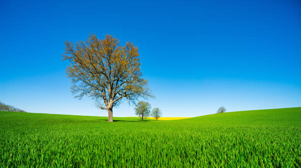 istock Panoramic Landscape with Solitary Oak Trees in Fields of Grass and Rapeseed 2158831119