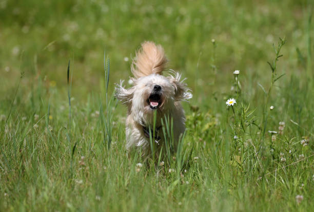 istock dog in nature during summer 2158834346