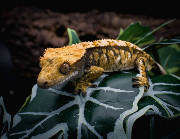 istock a domestic creested gecko portrait 2158836270