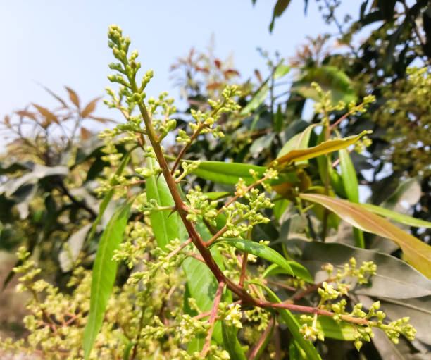 The mango bouquet or mango flower is blooming full on the mango trees in the garden.