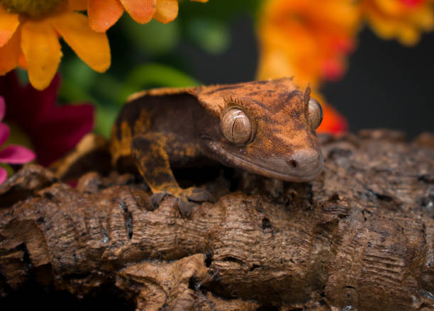istock a domestic creested gecko portrait 2158836369