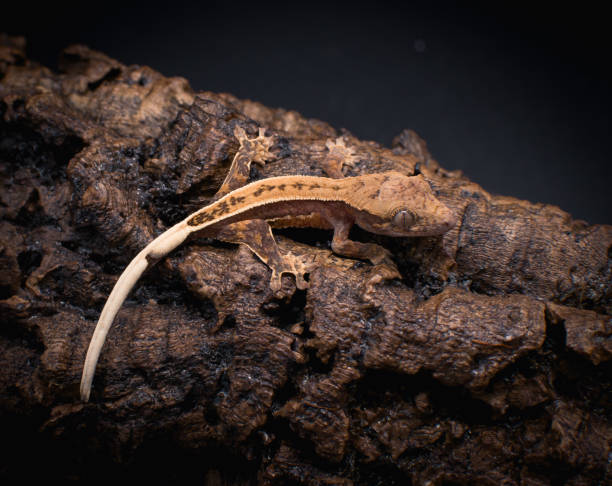 istock a domestic creested gecko portrait 2158836564