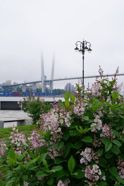 istock A cable-stayed bridge has one or more towers (or pylons), from which cables support the bridge deck. The bridges of the city of Vladivostok are in the fog. 2158837278