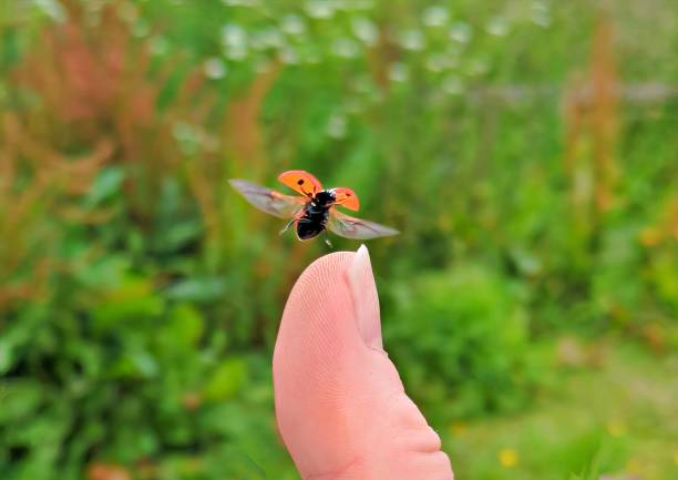 Ladybug Flying Beetle Insect - Free photo on Pixabay