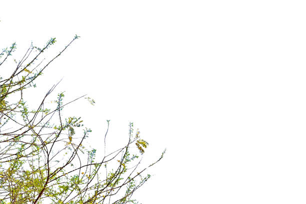 A cut-out of a tree branch tip on a white background. The fresh green leaves and delicate structure are highlighted by the clear and precise edges of the clipping path.