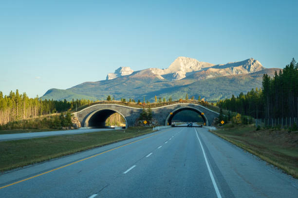 driving with a car on a mountain road in Alberta in Canada