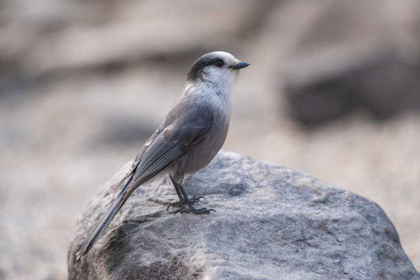 istock Close-up shot on a Canada Jay. Gray jay, grey jay, camp robber, whisky jack. 2158841291