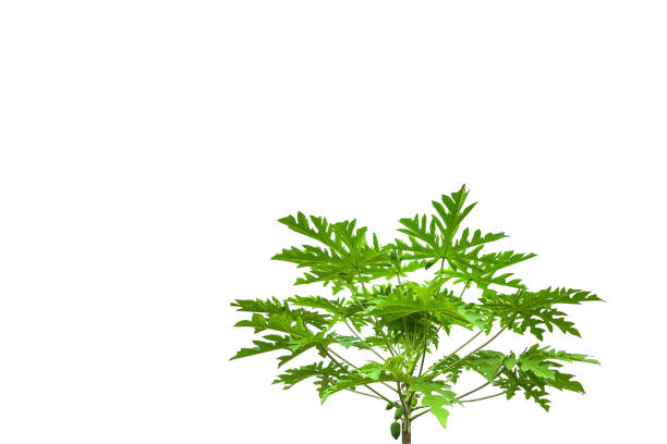 A cut-out of a papaya tree on a white background with clipping paths. The detailed structure, lush green leaves, showcasing the natural beauty and tropical essence.