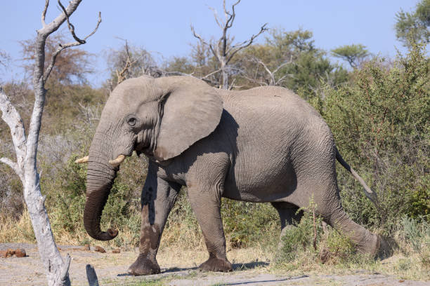 wildlife in Kafue National Park, Zambia, Africa
