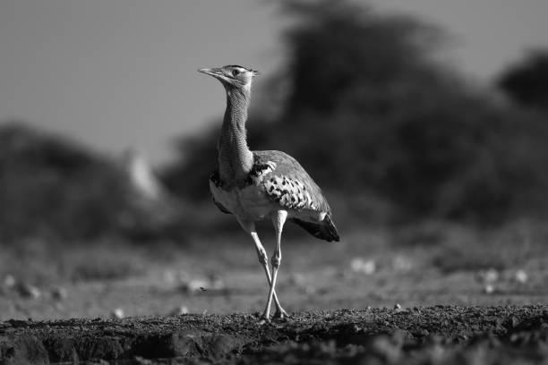 kori bustard in black and white