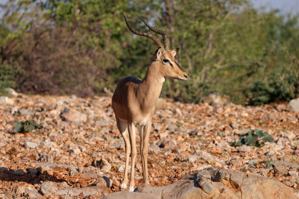 a male impala antelope stands on red rocks
