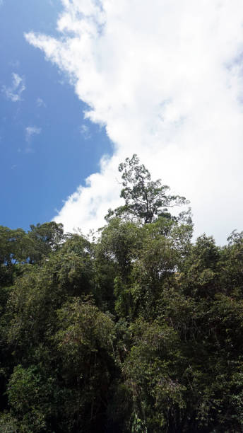 istock background of trees and clear cloudy sky -copy space 2158842434