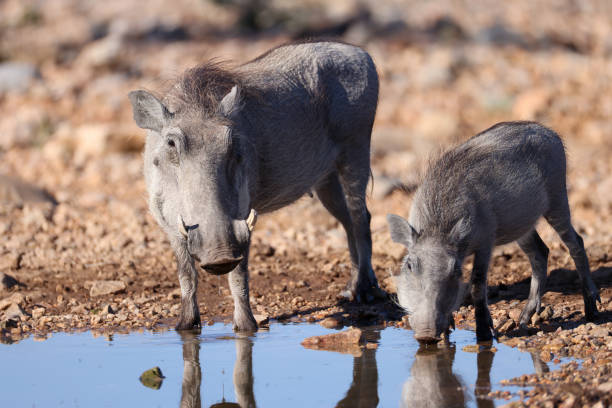 a warthog with its offspring drink at a waterhole