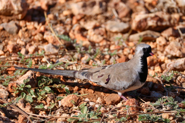namaqua dove sits on red rocks