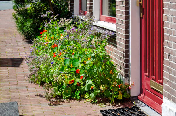 Leiden, The Netherlands, June 22, 2024:  the concept of a facade garden: a narrow strip along the sidewalk with an abundance of colorful flowers