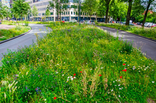 Leiden, The Netherlands, June 22, 2024: asphalt road in the old city with an abundance of wildflowers in the median strip and on the verges