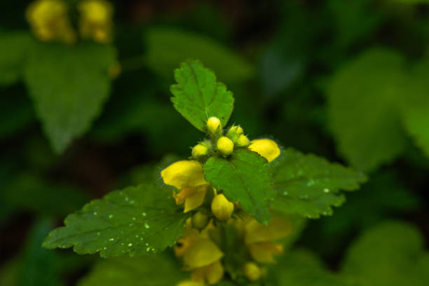 A vibrant yellow flower blossoms in full glory, radiating beauty and warmth in the garden.