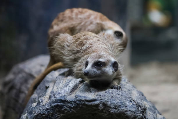 istock The meerkat is stay with group and rest 2158844463