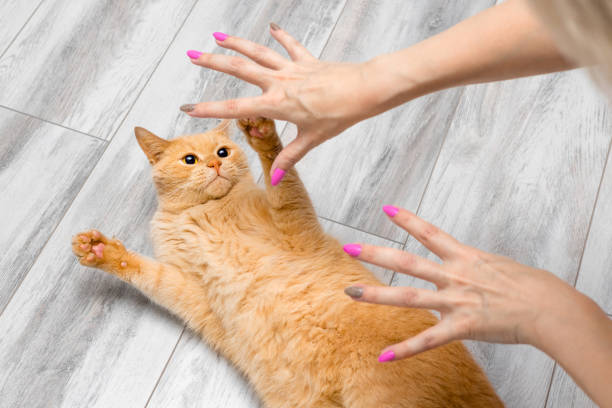 istock woman playing with a cat lying on the floor 2158844515