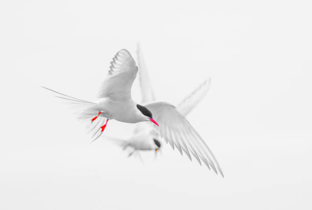 Arctic terns on the Farne Islands.  High key artistic image showing the surreal nature of these elegant birds.