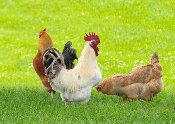 istock Chickens along a country road- Richmond, Kentucky 2158846202