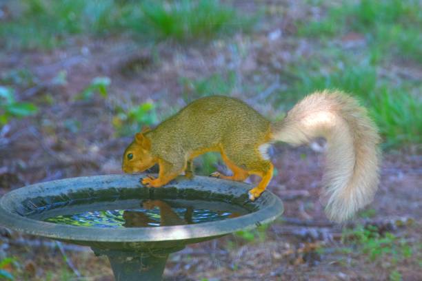 istock Rare-Fox Squirrel with White Tail- Howard County, Indiana 2158846210