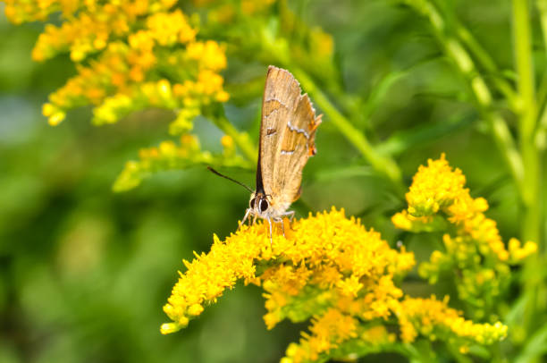 istock Thecla betulae, or birch marshmallow, or birch tail sits on a flower 2158846270