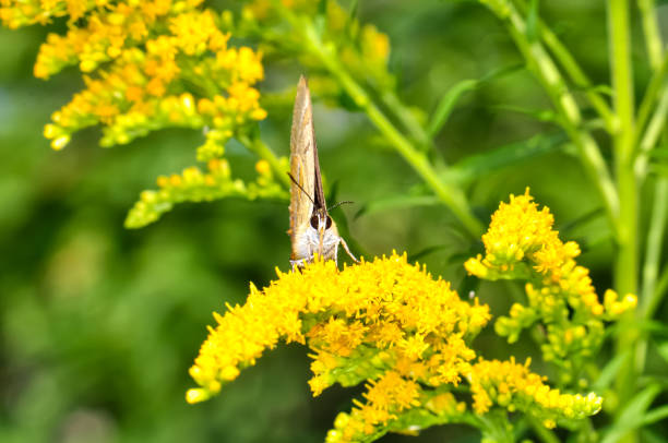 istock Thecla betulae, or birch marshmallow, or birch tail sits on a flower 2158846272