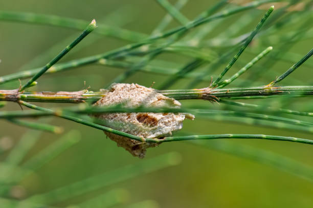 Monarch Butterfly Metamorphosis