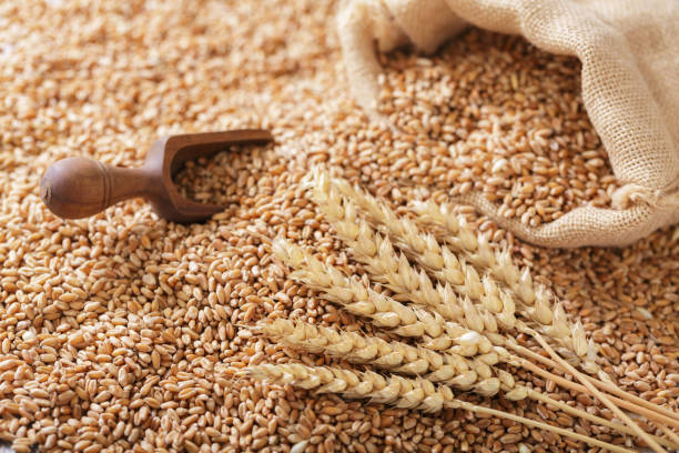 istock wheat grains and wheat ears, top view 2158852273