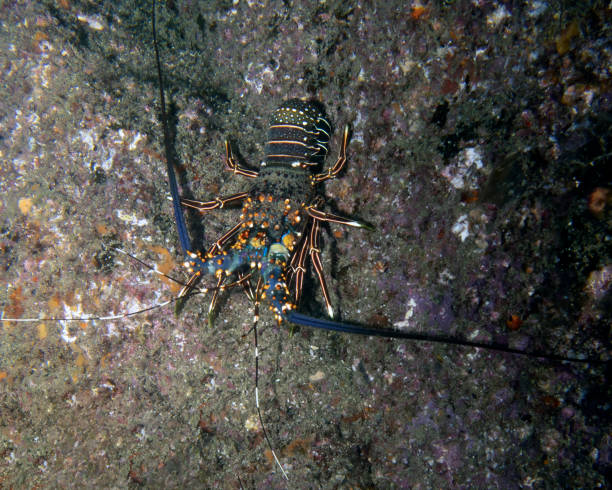 istock A Blue Spiny Lobster (Panulirus inflatus) in Cabo San Lucas, BCS, Mexico 2158853185