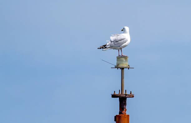 Herring gull sat on a beacon at the end of Seahouses harbour wall.