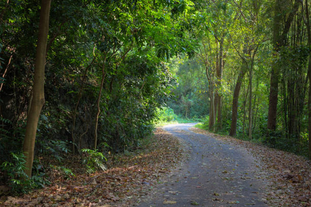 istock Small road in the tropical forest 2158854518