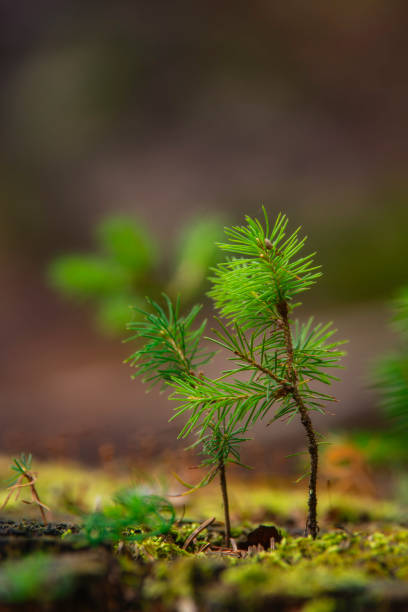 istock The beginning of the future spruce forest 2158854631