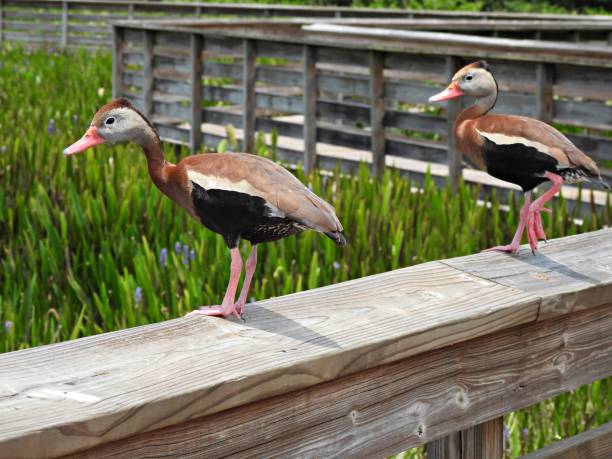 istock Black-bellied Whistling Ducks (Dendrocygna autumnalis) - resting on a wood railing 2158854890