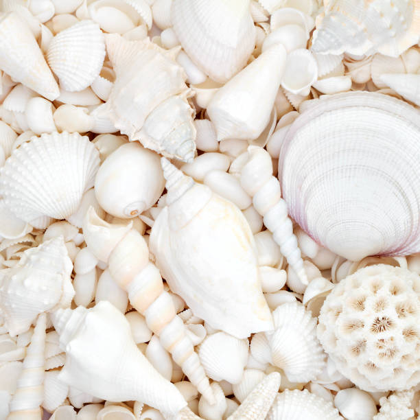 istock White Seashell Background with Large Collection of Shells 2158855582