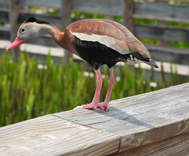 istock Black-bellied Whistling Duck (Dendrocygna autumnalis) - resting on a wood railing 2158856900