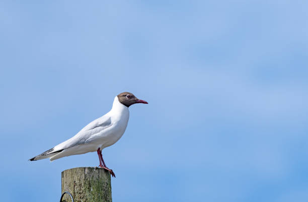Black headed standing on a post on Seahouses harbour wall.