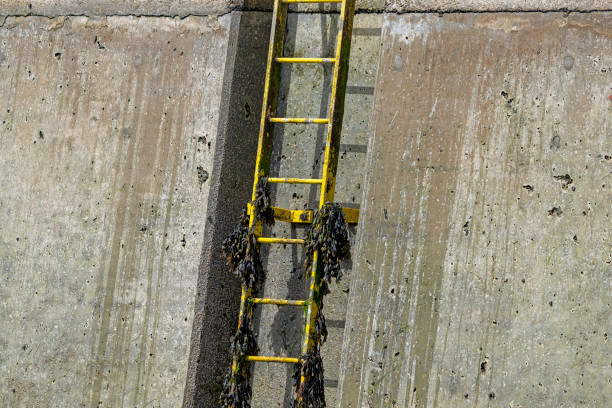 Harbour wall at Seahouses with bladder-wrack covered ladder.