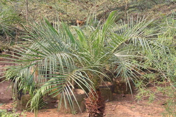 istock A closeup of Phoenix roebelenii plant 2158858521